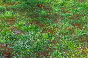 grass, puddles, rain, green, water, outdoors, foliage, meadow, wet, ground, seasonal, plants, growth, sunlight, rural
