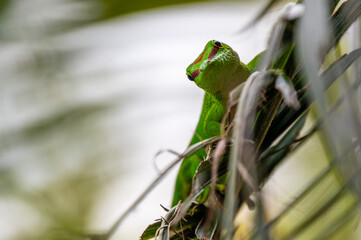 Mauritius ornate day gecko climbing on a tree