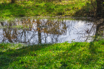 Calm reflections on a rain-filled pond surrounded by green grass under a clear blue sky in a serene landscape