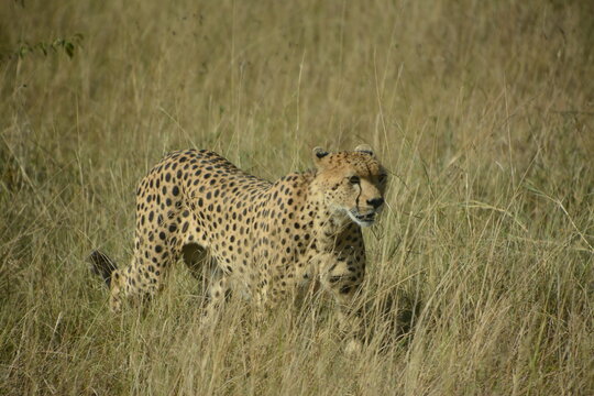 Safari