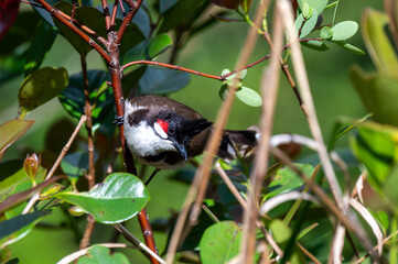 Red-whiskered Bulbul - Pycnonotus jocosus, beautiful colored perching bird, Mauritius island.