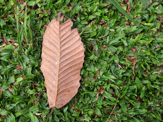 Dry leaf on green grass background, top view, copy space