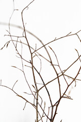 Serene frostladen tree branch illustration creates tranquility, Abstract icy branches forming peaceful winter landscape scene with serenity