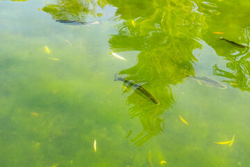 Fish swimming in a green pond with reflections of trees and sunlight on the water surface