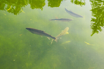 Trout gracefully glide through the tranquil waters of a peaceful pond, which is enveloped by vibrant, lush greenery on a bright, sunny day