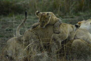 Safari