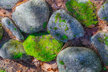 Moss-covered stones on forest floor create a vibrant green and gray landscape during a sunny afternoon in early spring