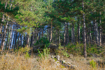 Lush green forest scene with tall trees and rocky terrain under a clear blue sky during daylight hours
