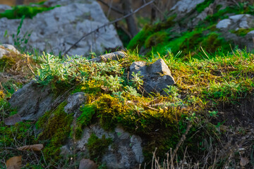 Lush green moss and vibrant plants growing on rocky terrain in a sunlit forest setting during early morning hours