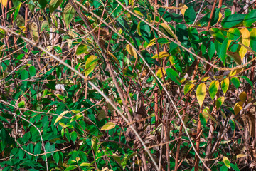 Dense thicket of green and yellow leaves with sunlight filtering through autumn branches