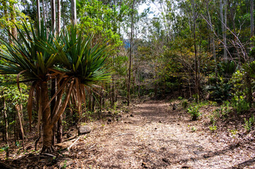 Hike through the Black River Gorges National Park, Mauritius.