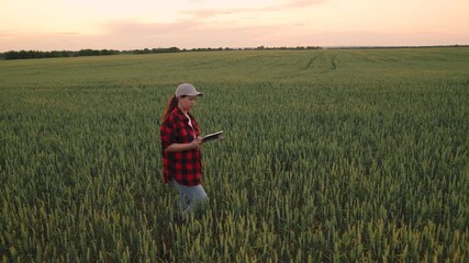 Agriculture, Early evening on the farm, Woman with technology, Exploring wheat fields, Sustainable food production, Modern farming solutions, Checking field conditions, Innovative agronomist, Rural