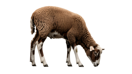 Adorable brown sheep grazing peacefully, a symbol of rural charm and sustainable farming, showcasing nature's beauty in a simple yet captivating scene