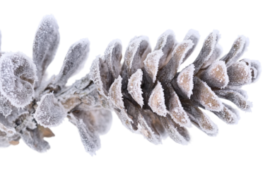 Artistic depiction of a pinecone atop a snow dusted branch creating a peaceful seasonal mood isolated on transparent background PNG