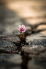 A lone fragile flower emerging from a stone crack, shown with a minimal, softly lit background.