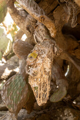 Close-up of a dried, decayed prickly pear cactus pad revealing its intricate natural skeleton-like structure. The organic lace-like texture is illuminated by warm Mediterranean sunlight