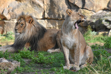 Lioness yawning widely with male lion beside her