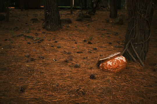 A rustic, weathered clay pot resting on a forest floor covered with dry pine needles, pine cones, and tree roots.