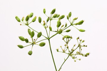 Saposhnikovia divaricata with branched upright stems, 2 to 3 pinnate leaves, thick roots, and white umbel flowers used as a traditional medicinal herb. Photographed in Korea.