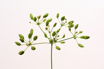 Saposhnikovia divaricata with branched upright stems, 2 to 3 pinnate leaves, thick roots, and white umbel flowers used as a traditional medicinal herb. Photographed in Korea.