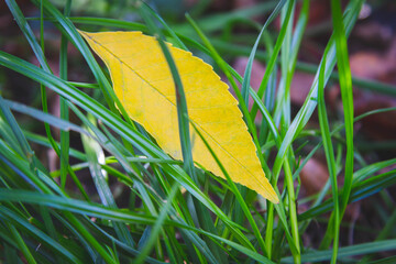 Beautiful yellow autumn leaves lie in bright green grass. End of summer period..