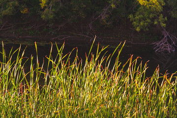 Beautiful sunset on river. Solar glare on water surface of river. Field illuminated by setting sun..