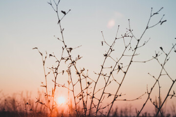 Frosty winter sunset in the field. Beautiful sunset in the snowy desert. Ice and sun..