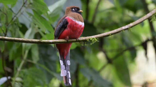 Masked Trogon in the Cloud Forest &mdash; Guango Lodge, Papallacta, Ecuador