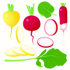 Vibrant Radish Varieties Whole and Cut Vegetables