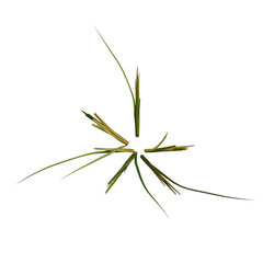 Oryza sativa tree plan, top view, cutout 4k, transparent background, Delicate green grass sprigs on display, a natural element for design needs