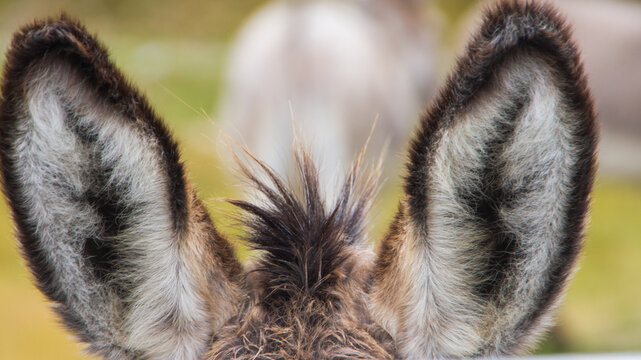 Donkeys on the Transalpina High Road in Romania