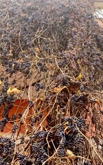 Clusters of dark grapes hanging on vine-covered wall in autumn light creating a rustic atmosphere