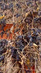 Vineyards displaying ripe grapes in warm sunlight at a rustic home amidst autumn foliage