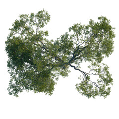 Quercus agrifolia tree plan, top view, cutout 4k, transparent background, Lush tree with vibrant green leaves perfect for landscape design projects