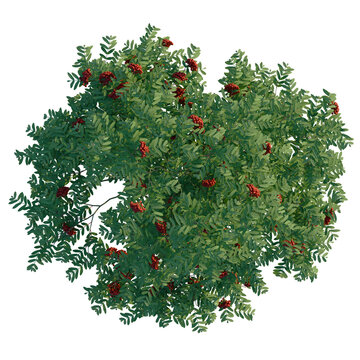 Sorbus aucuparia tree plan, top view, cutout 4k, transparent background, Stunning rowan tree with vibrant red berries isolated for landscape design