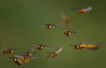 swarm of dangerous insects striped wasps flying in summer garden on green background