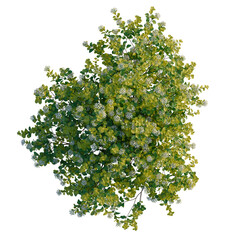 Spiraea betulifolia Tor Gold tree plan, top view, cutout 4k, transparent background, Blooming shrub with delicate white flowers and vibrant green leaves viewed above