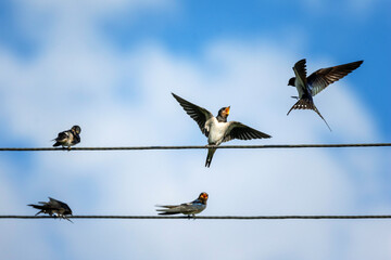  barn swallow bird flew in and brought insects to its chick sitting on wires