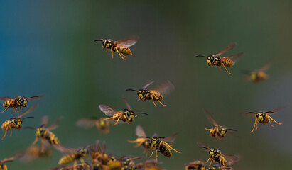 a small swarm of dangerous insects striped wasps flying in a summer garden against the background of greenery