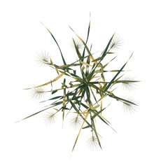 Triticum aestivum tree plan, top view, cutout 4k, transparent background, Symmetrical plant design showcases vibrant green and yellow reed pattern