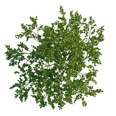 Naklejka premium Vaccinium myrtillus tree plan, top view, cutout 4k, transparent background, Lush blueberry bush brimming with berries, ideal for garden designs plans