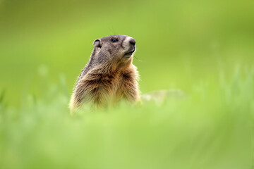 Fototapeta premium A groundhog sits in a vibrant green meadow, soaking up the sun and observing its surroundings on a clear spring day. Generative AI.