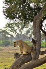 Lion Sitting on a Tree in the Savannah