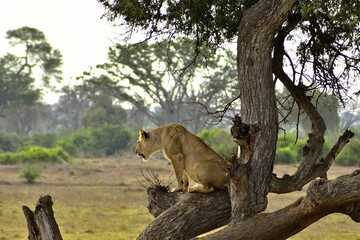 Lion Resting on a Tree in Africa