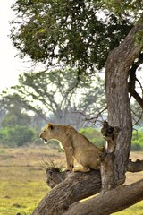 Lion Sitting on a Tree Branch in the Savannah, Tsavo East National Park