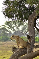 Lion Resting on a Tree in Africa