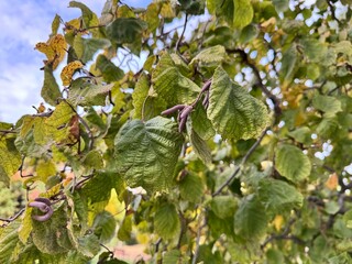 Fototapeta premium Corylus avellana branches with textured yellowing leaves and developing purple catkins. Corylus avellana 'Contorta', Twisted Hazelnut, Corkscrew Hazelnut, Harry Lauder's Walking Stick.