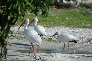 Obraz premium White Ibises on Andros Island, Bahamas