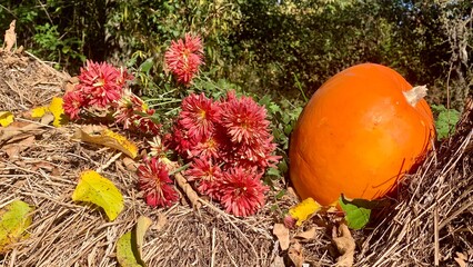 Vibrant flowers and a pumpkin create a colorful autumn scene in a rural garden setting