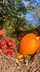 Bright orange pumpkin near red flowers in a sunny garden during autumn with green trees in the background